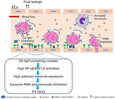 A Review of the Mechanism of Vascular Endothelial Injury in Immunoglobulin A Vasculitis